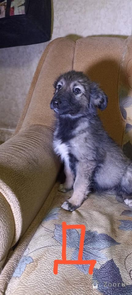 БЕЛЁВСКИЕ ХВОСТИКИ 