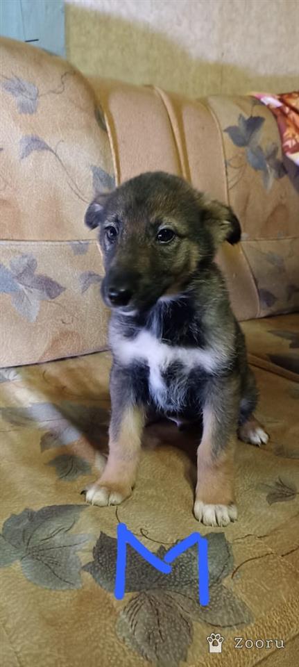 БЕЛЁВСКИЕ ХВОСТИКИ 