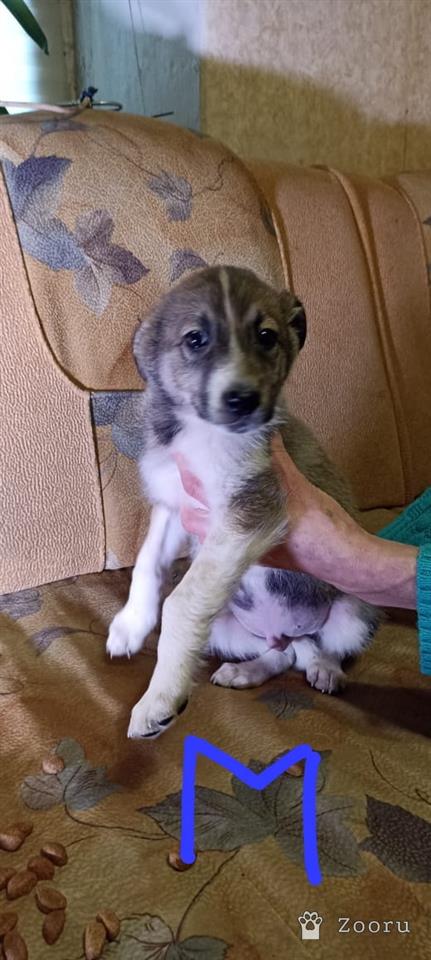 БЕЛЁВСКИЕ ХВОСТИКИ 