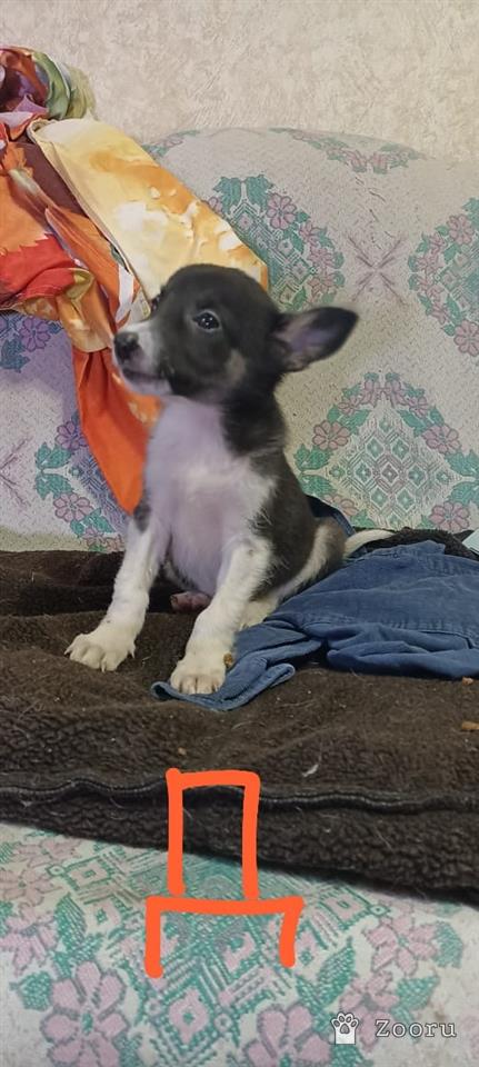 БЕЛЁВСКИЕ ХВОСТИКИ 