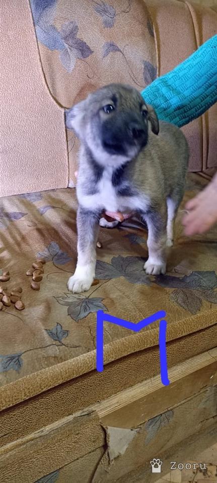 БЕЛЁВСКИЕ ХВОСТИКИ 