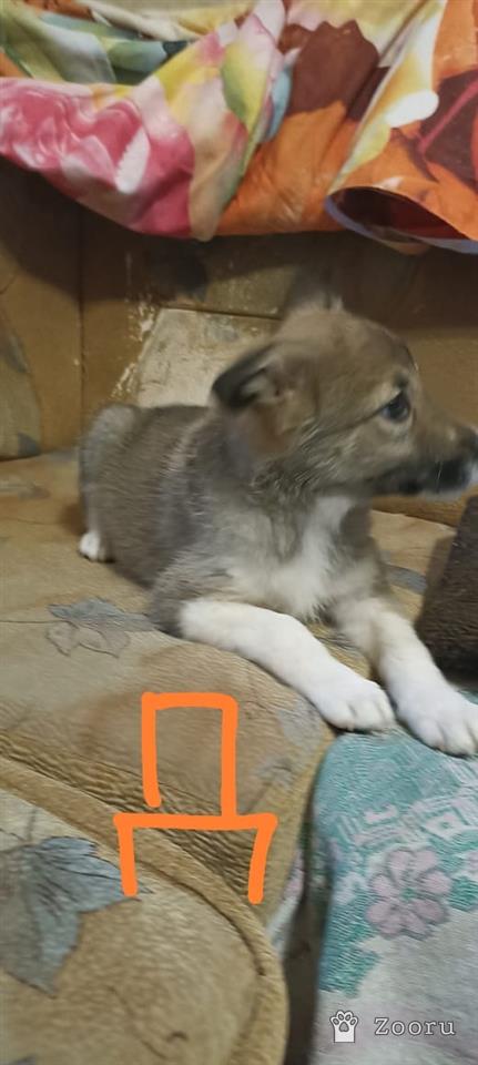 БЕЛЁВСКИЕ ХВОСТИКИ 