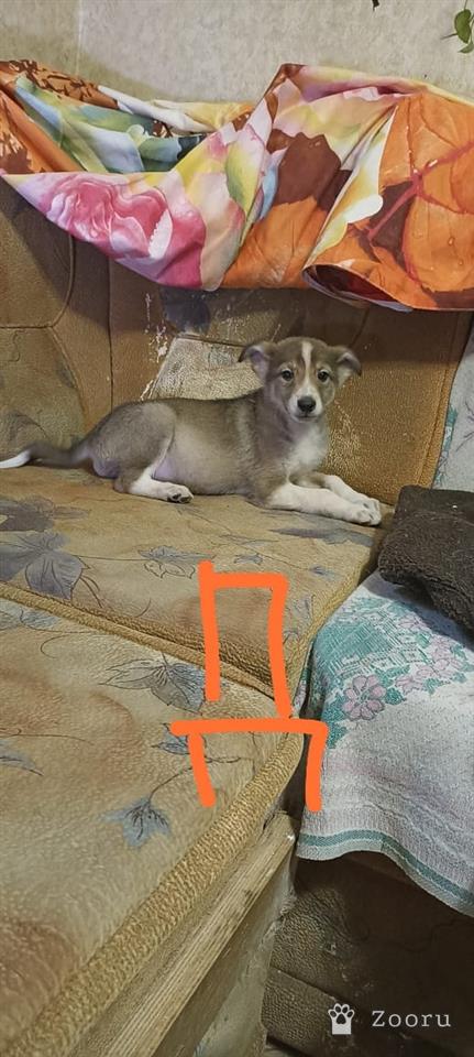 БЕЛЁВСКИЕ ХВОСТИКИ 