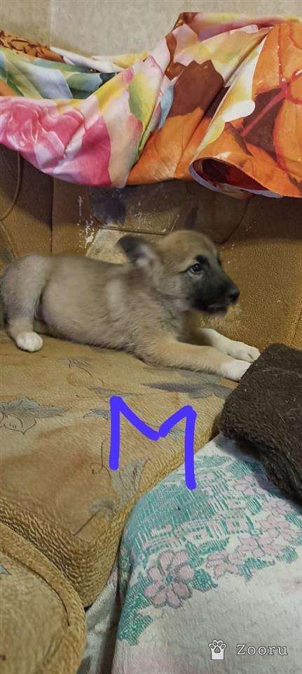 БЕЛЁВСКИЕ ХВОСТИКИ 