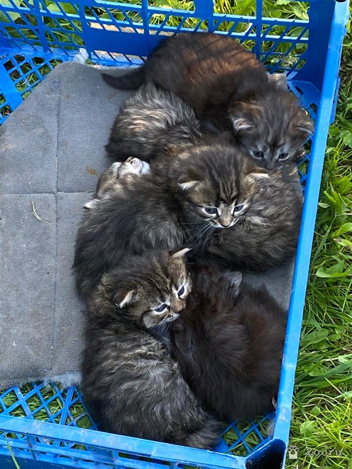 Куся