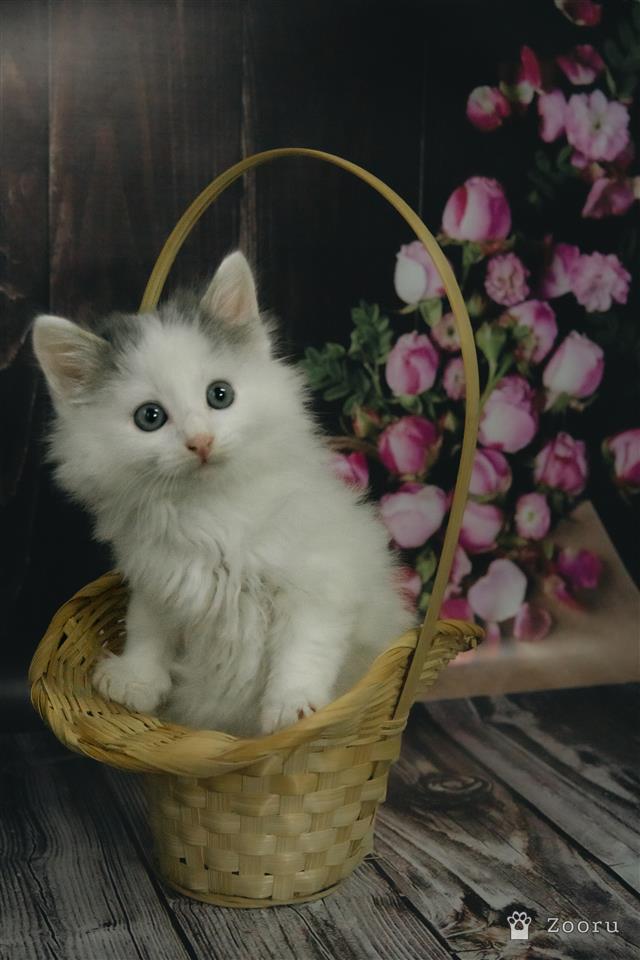 Котята в добрые руки 