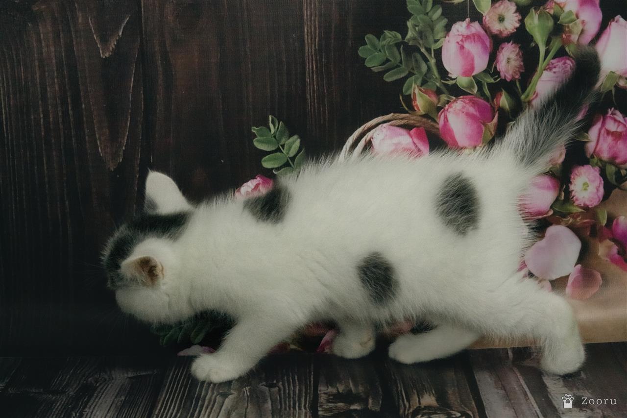 Котята в добрые руки 