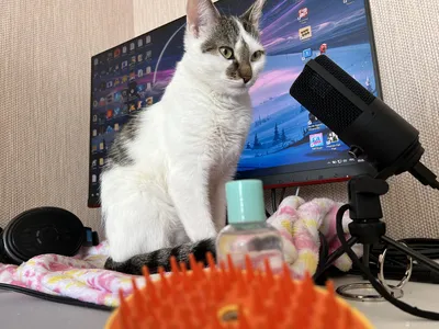 Набор для домашнего груминга