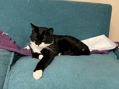 Говорун Феликс