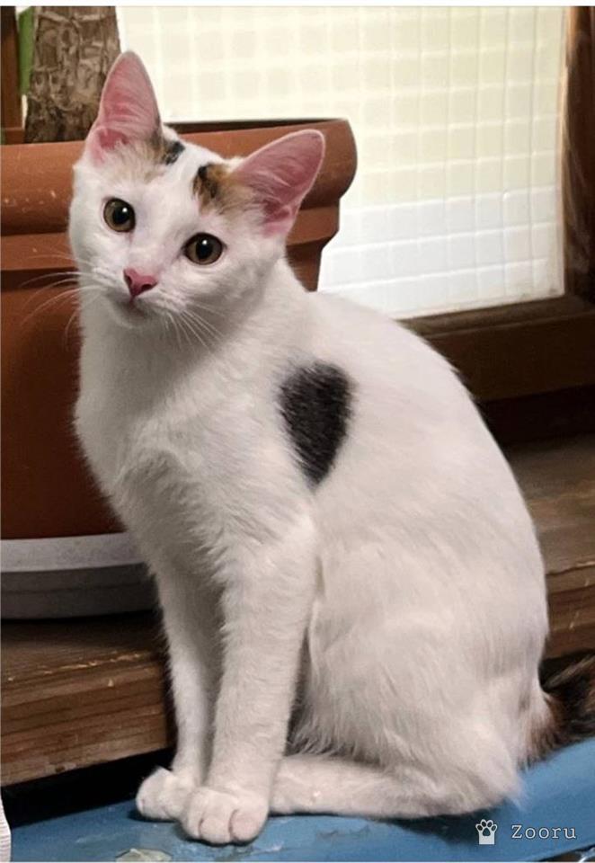 Лили (Лилиша)