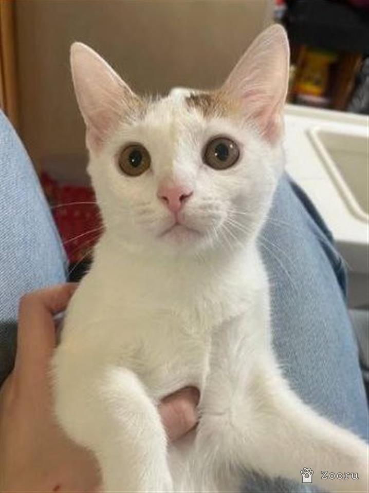 Лили (Лилиша)