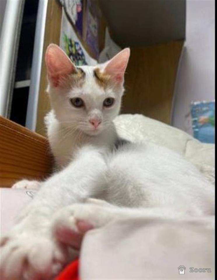 Лили (Лилиша)