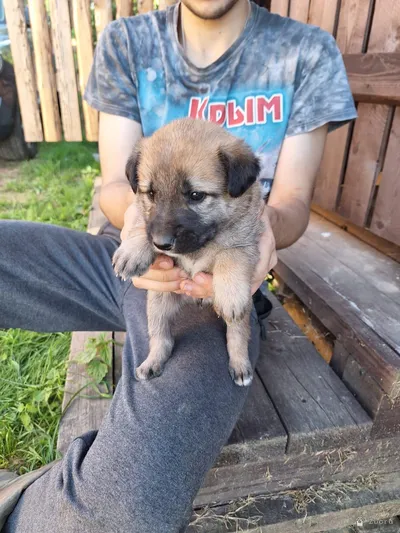 Нашлись щенки