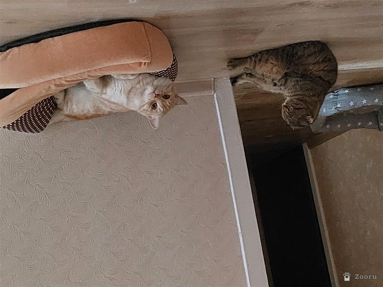 Маруся и Бакс