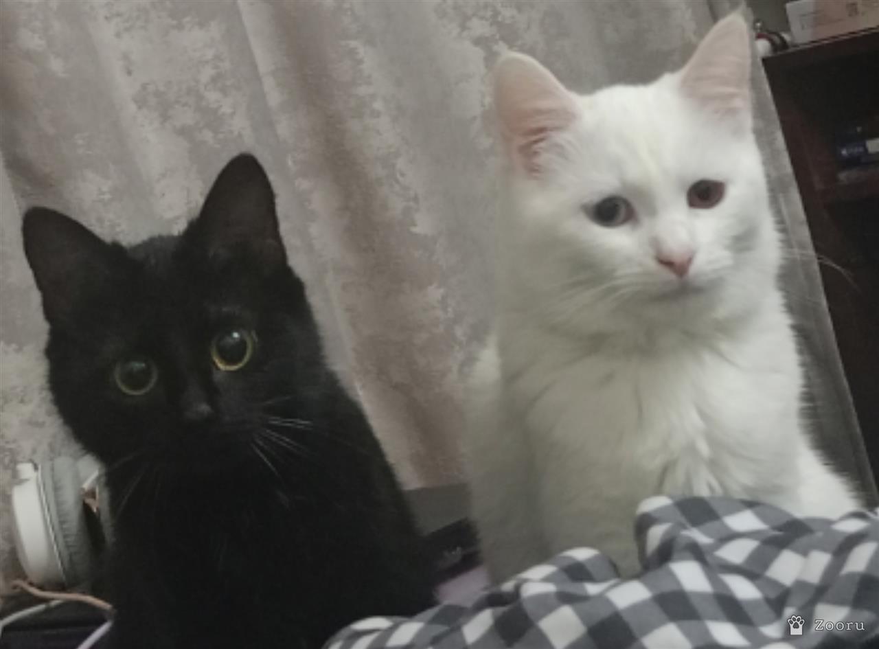 Потерялася кошечка,зовут Нефертима чёрненьквя