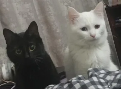 Потерялася кошечка,зовут Нефертима чёрненьквя