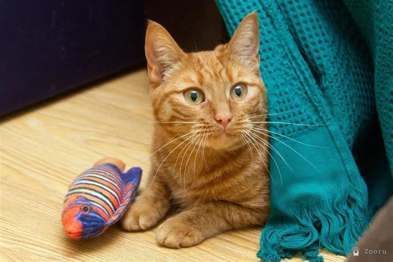 яркая и солнечная девчонка - Ириска