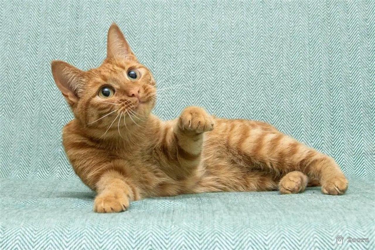 яркая и солнечная девчонка - Ириска