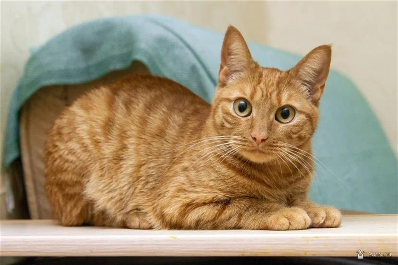 яркая и солнечная девчонка - Ириска