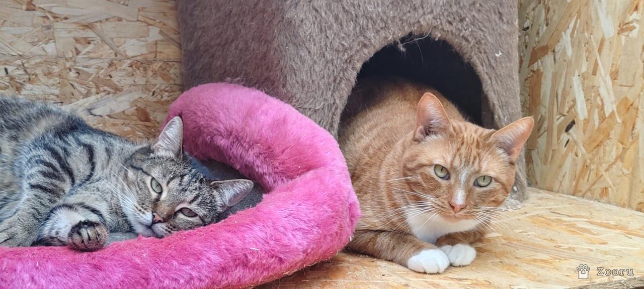 Плакса и Рыжик