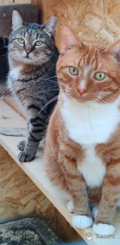 Плакса и Рыжик