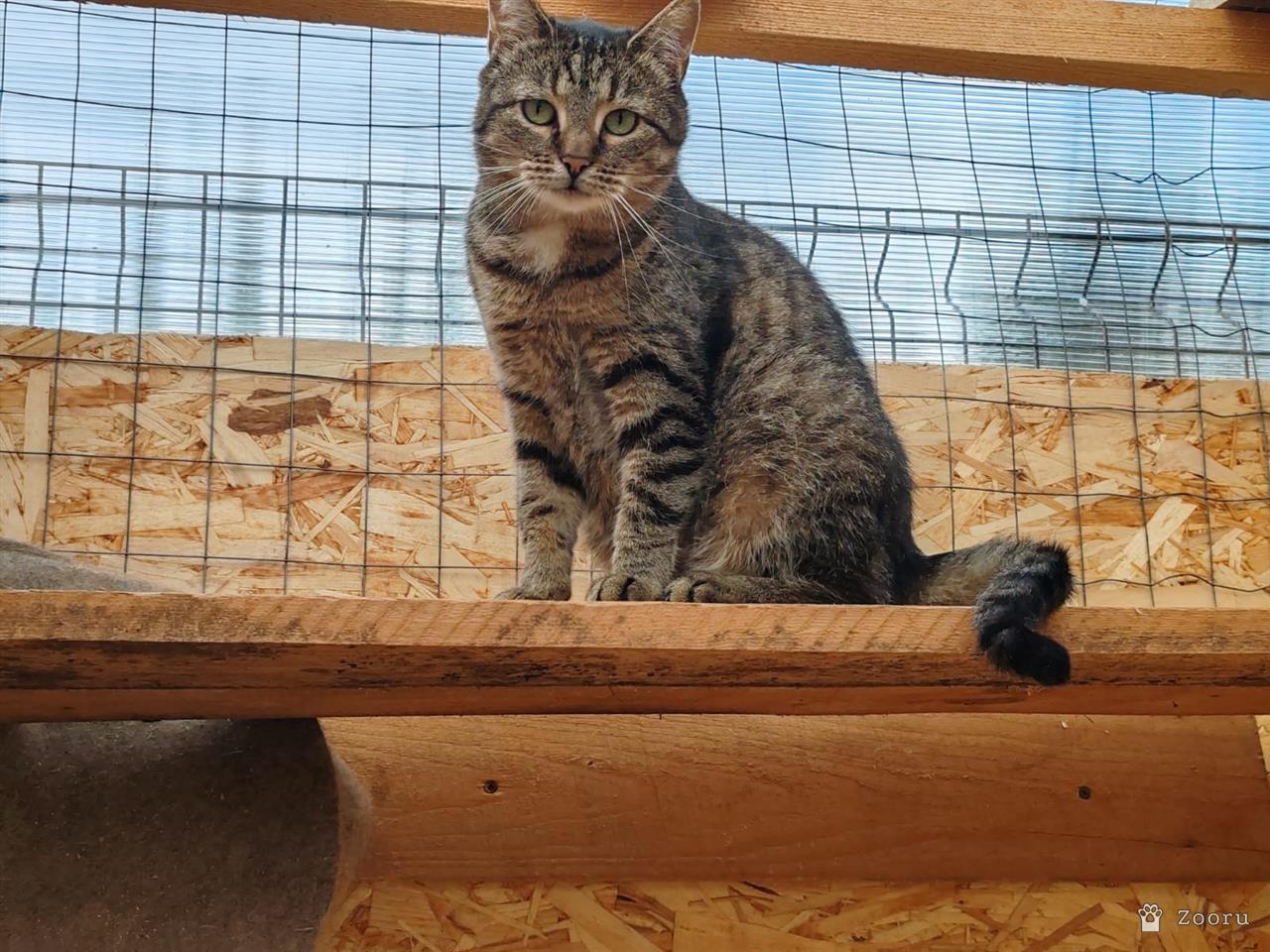 Плакса и Рыжик