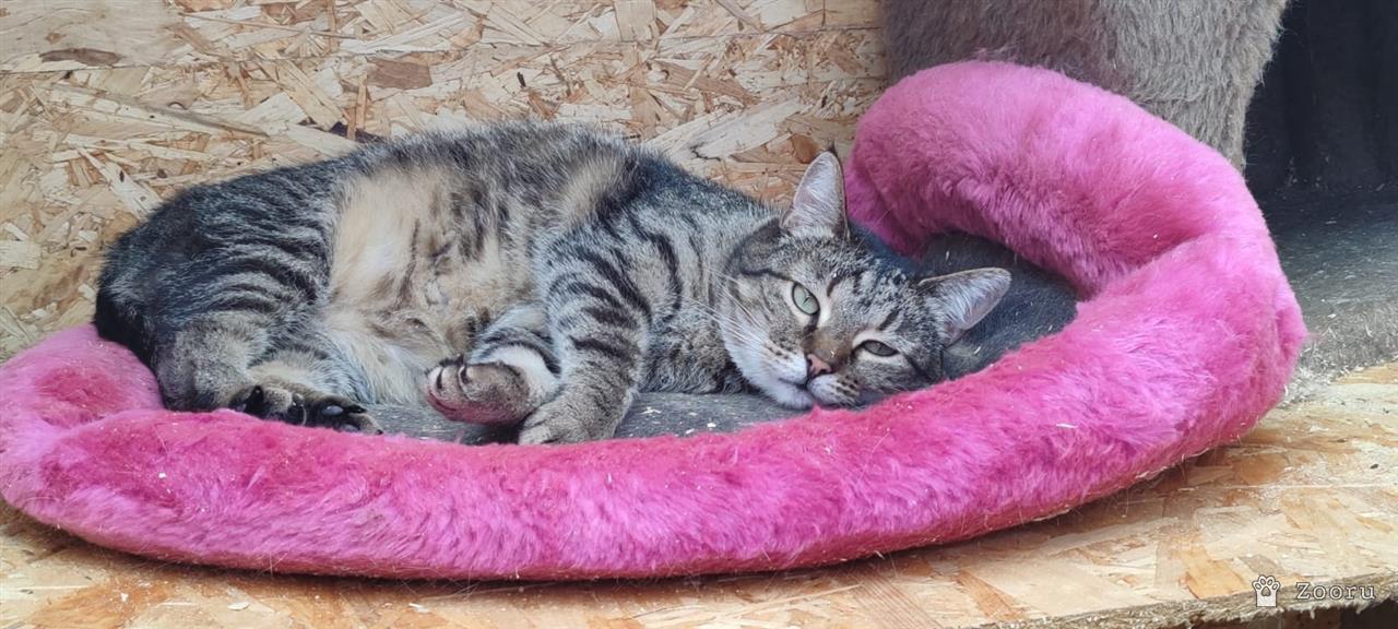 Плакса и Рыжик