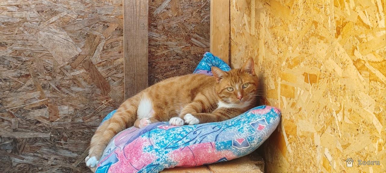 Плакса и Рыжик