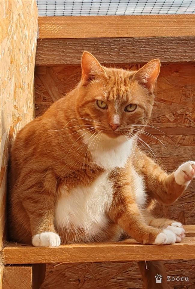 Плакса и Рыжик