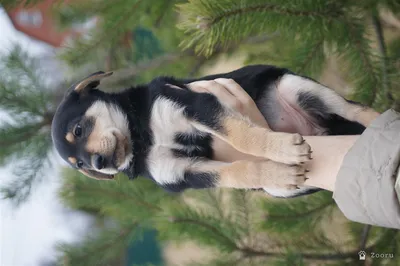 Щенки метисы овчарки