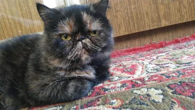 Кошка Лавруша.