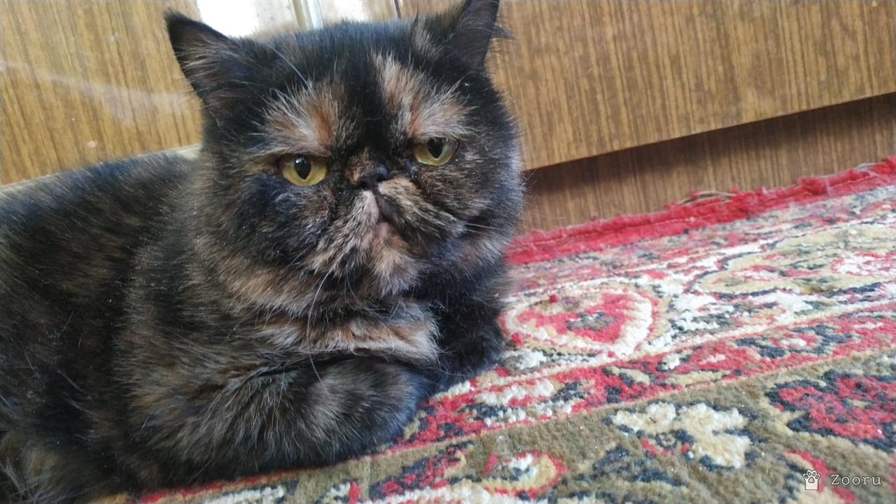 Кошка Лавруша.