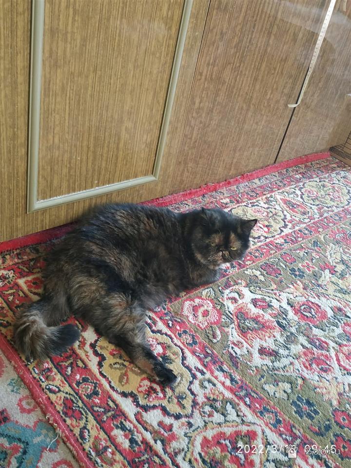 Кошка Лавруша.