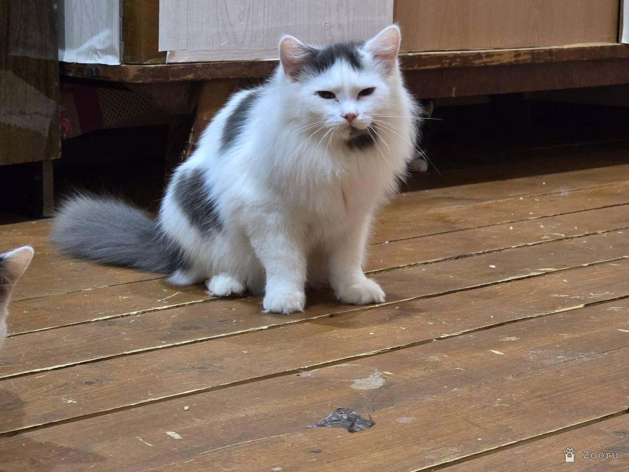 Пеструша, Пушинка, Степа, Маркиза