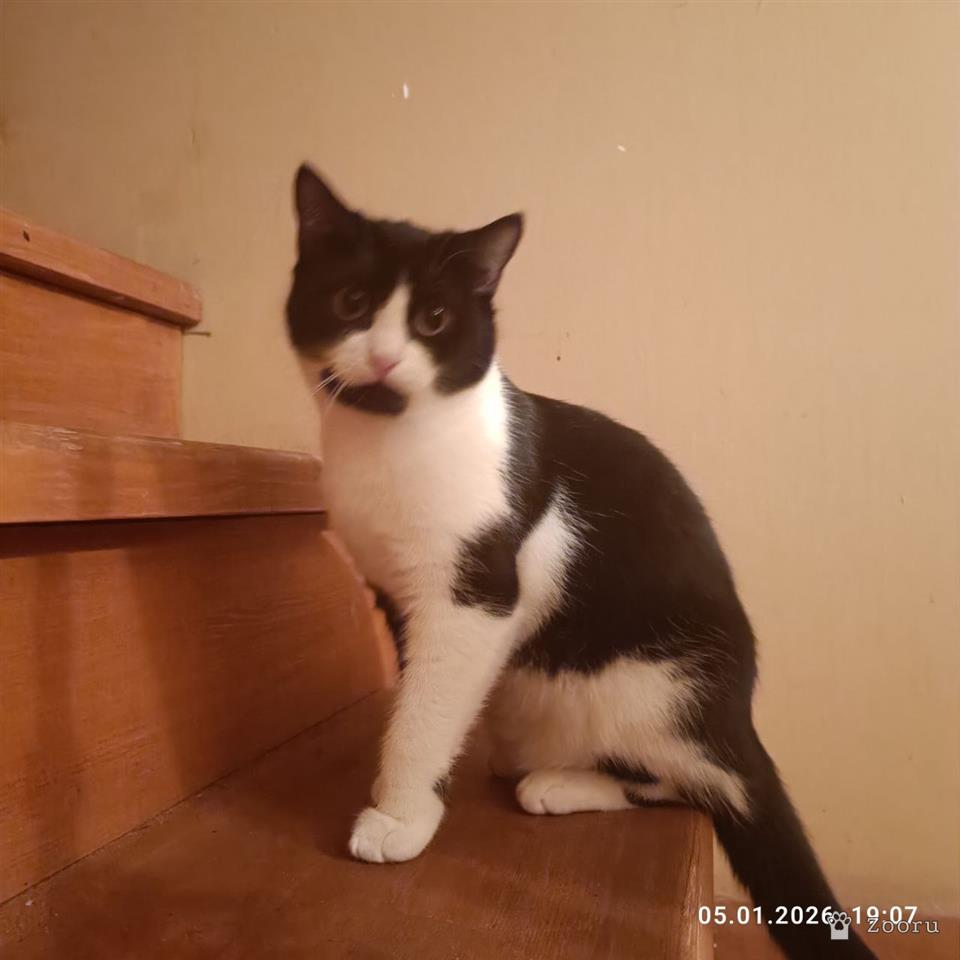 Пеструша, Пушинка, Степа, Маркиза