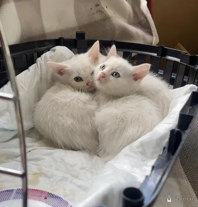 Белые котята