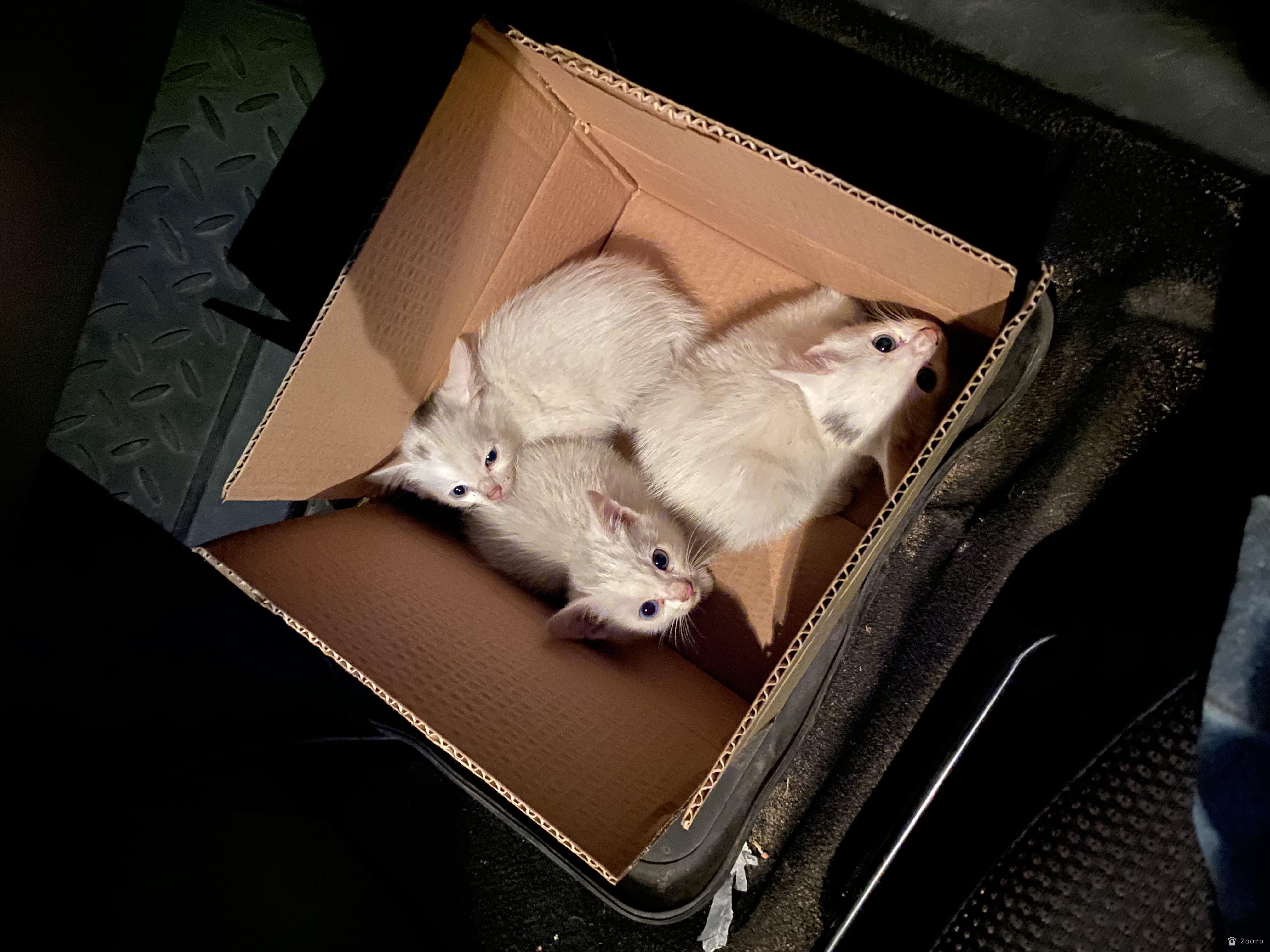 Белые котята