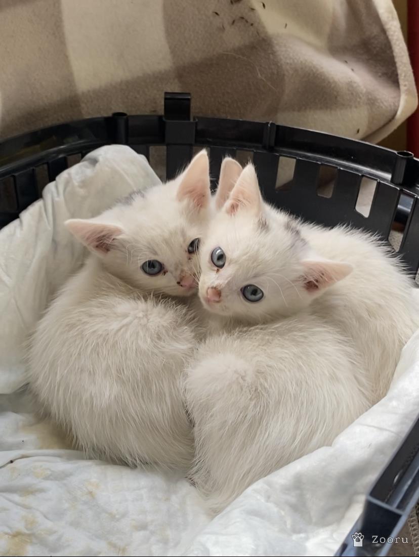 Белые котята