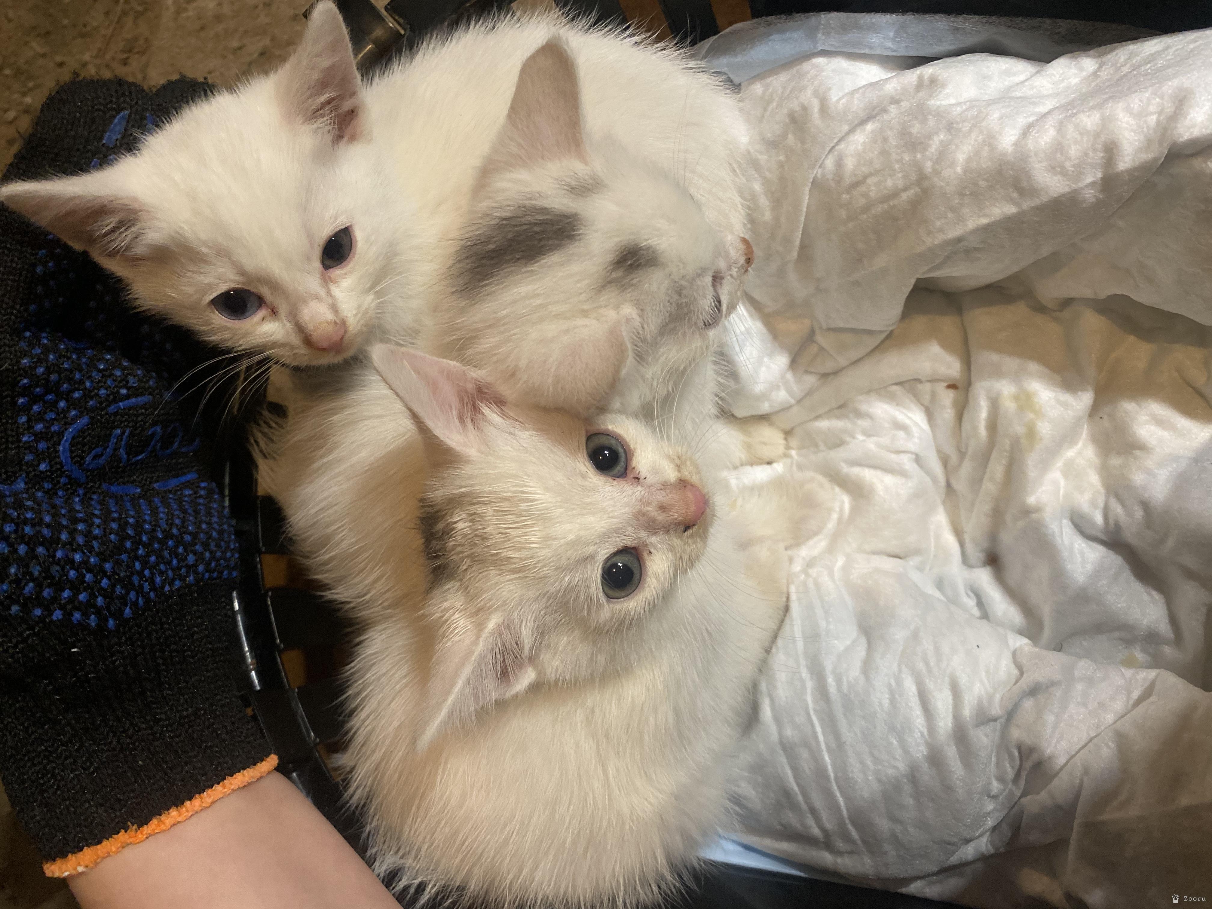 Белые котята