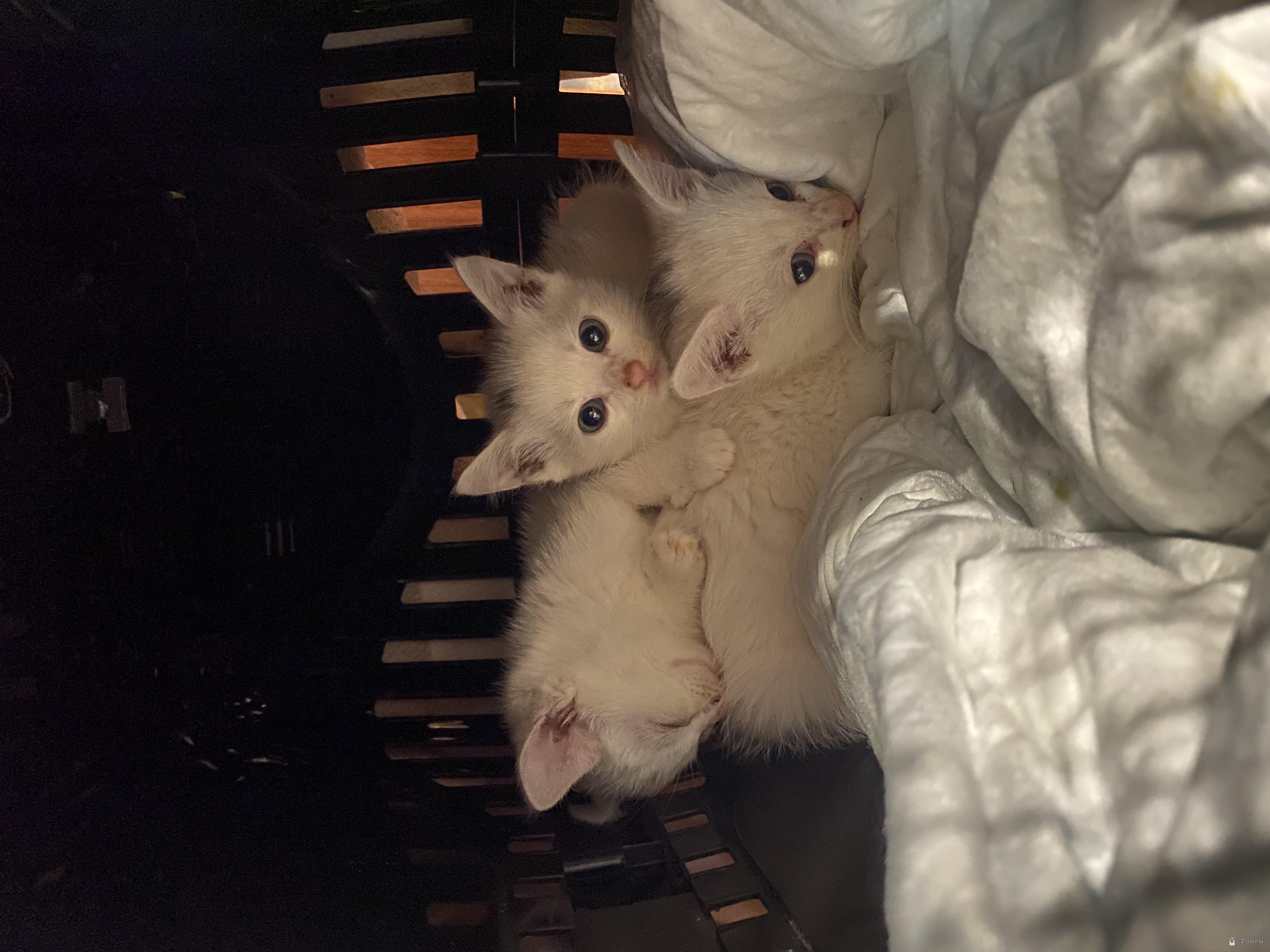 Белые котята