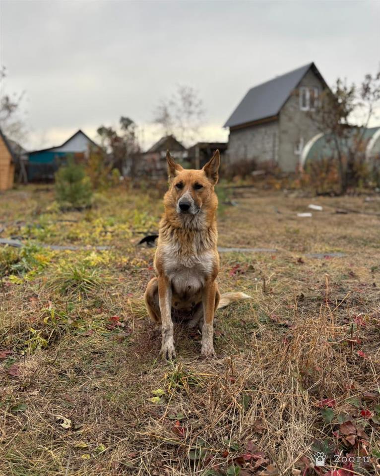 Потеряшка Ульяновск