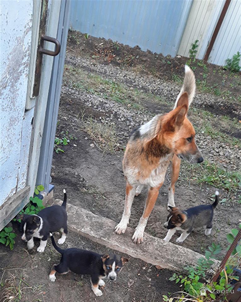 Потеряшка Ульяновск