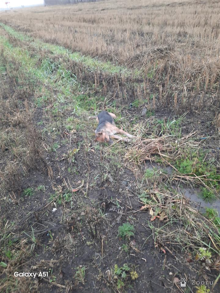 Потеряшка Ульяновск