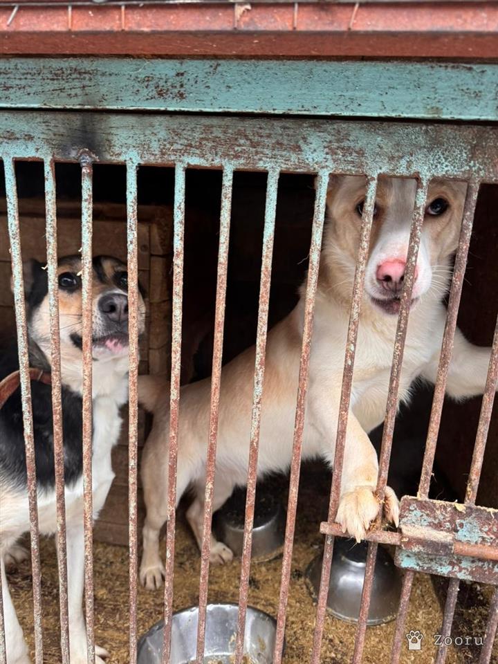 ХЕЛЕН И БОБ