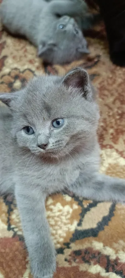 В добрые руки