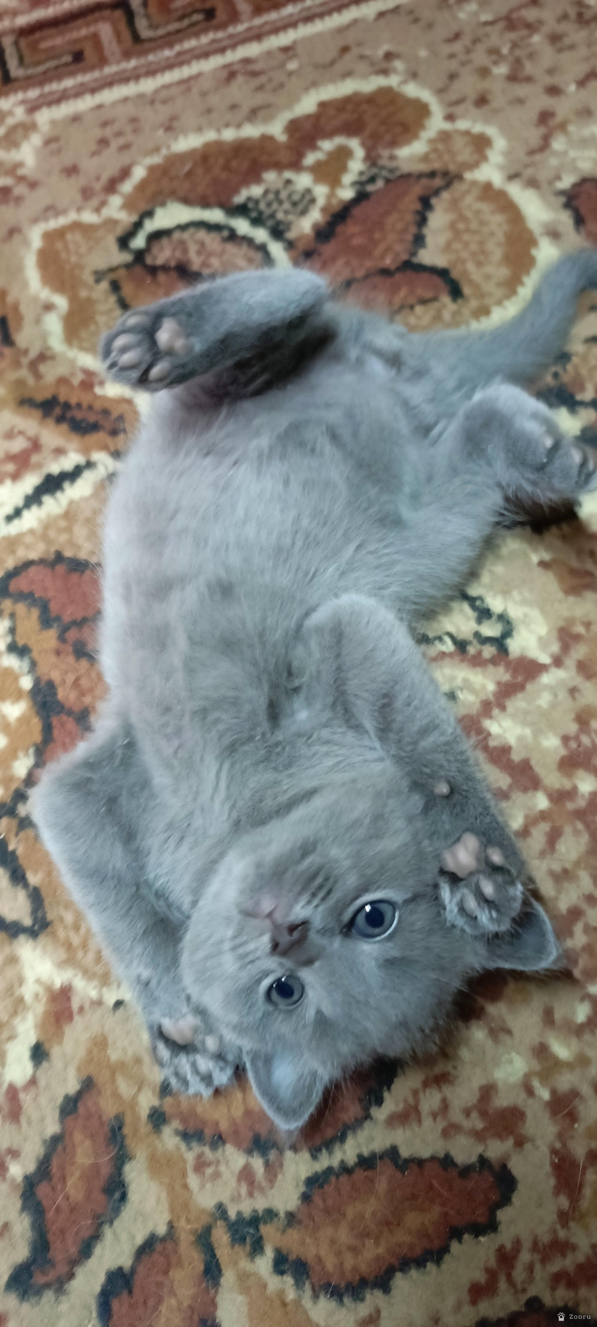 В добрые руки