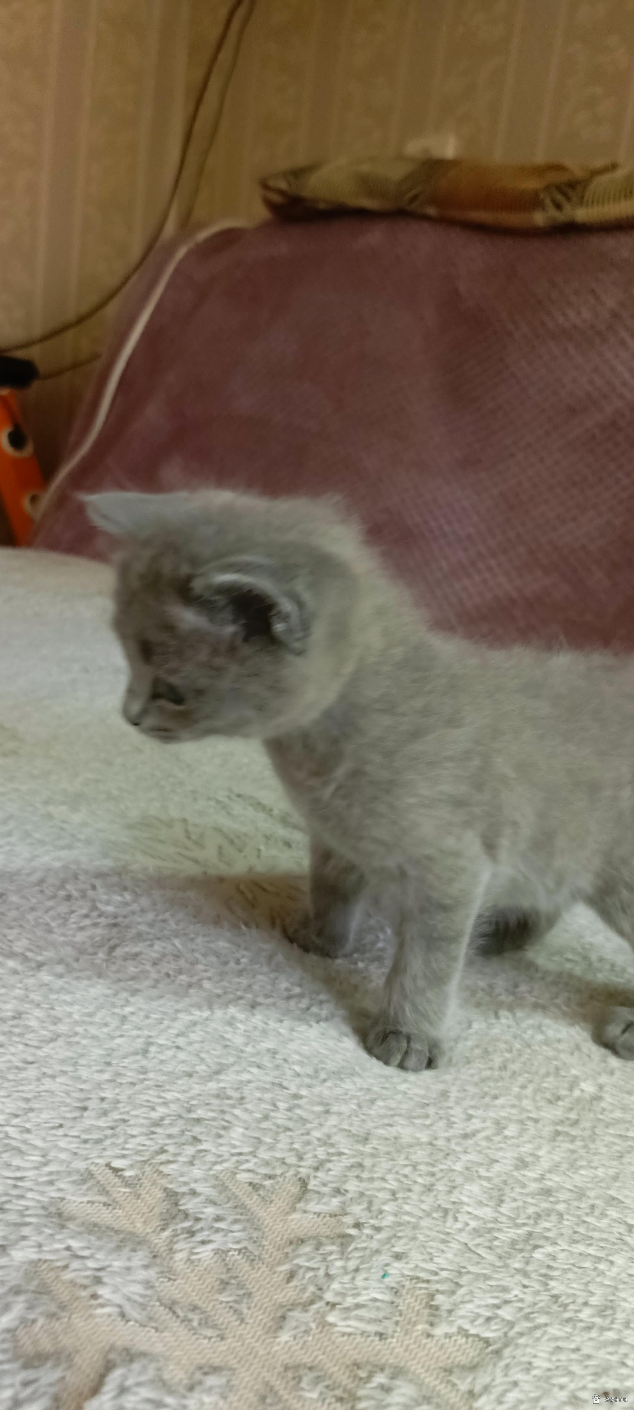 В добрые руки