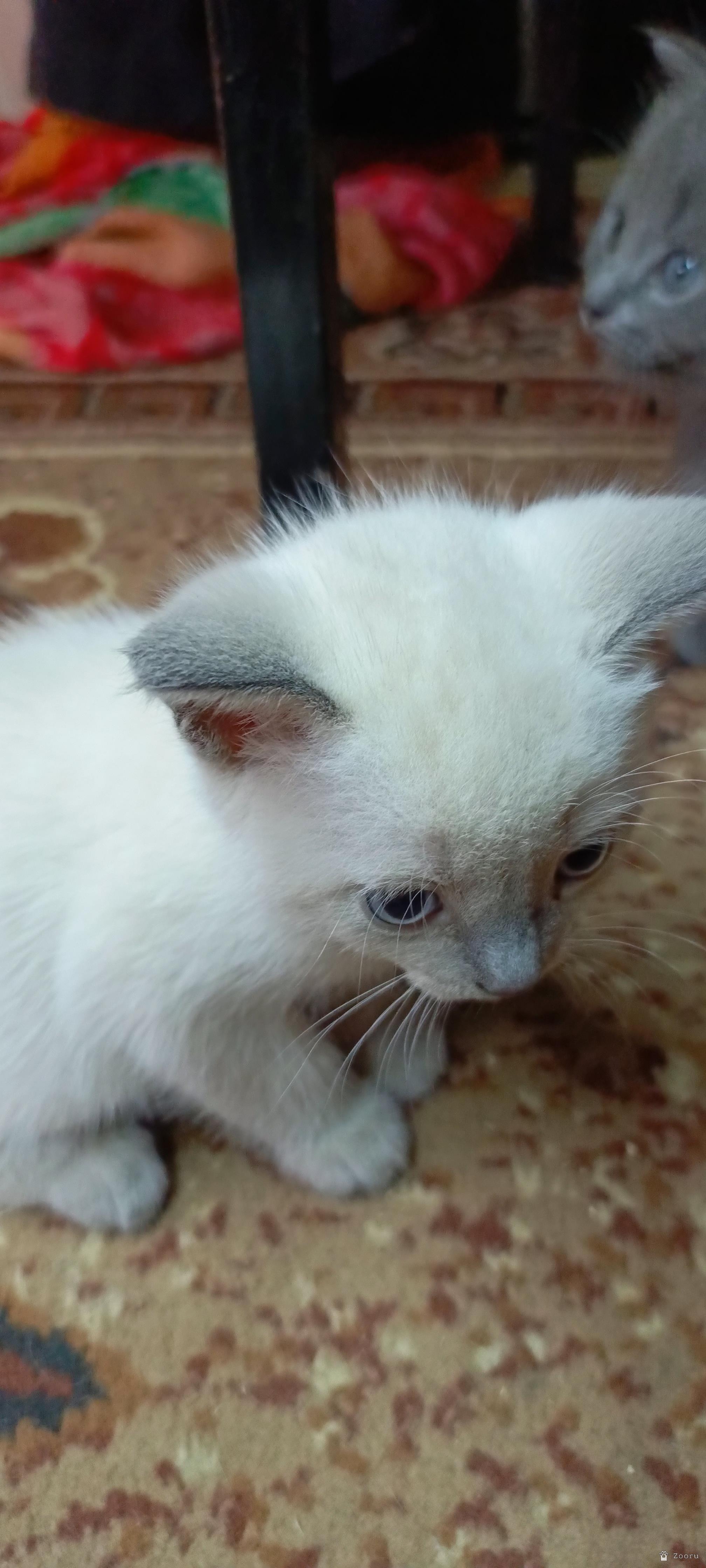 В добрые руки