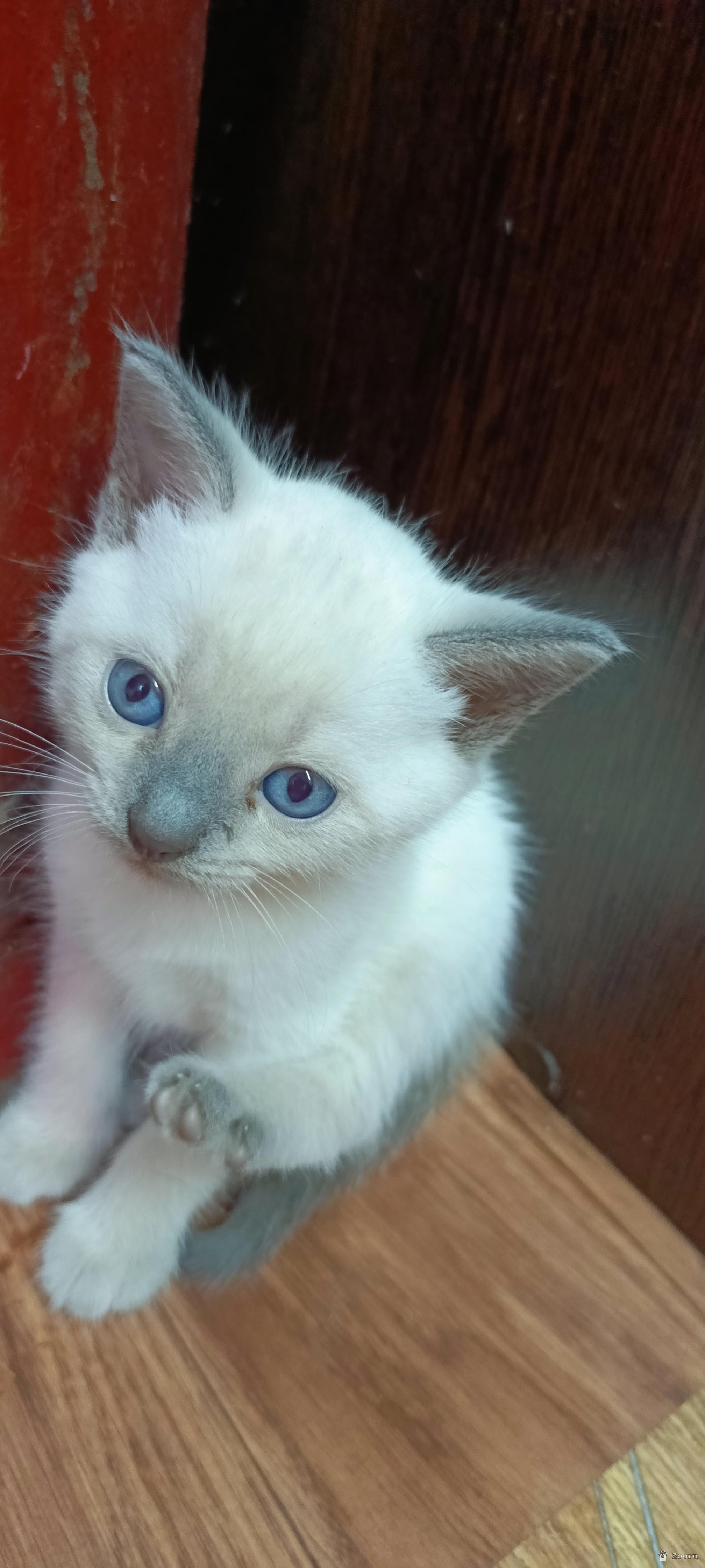 В добрые руки