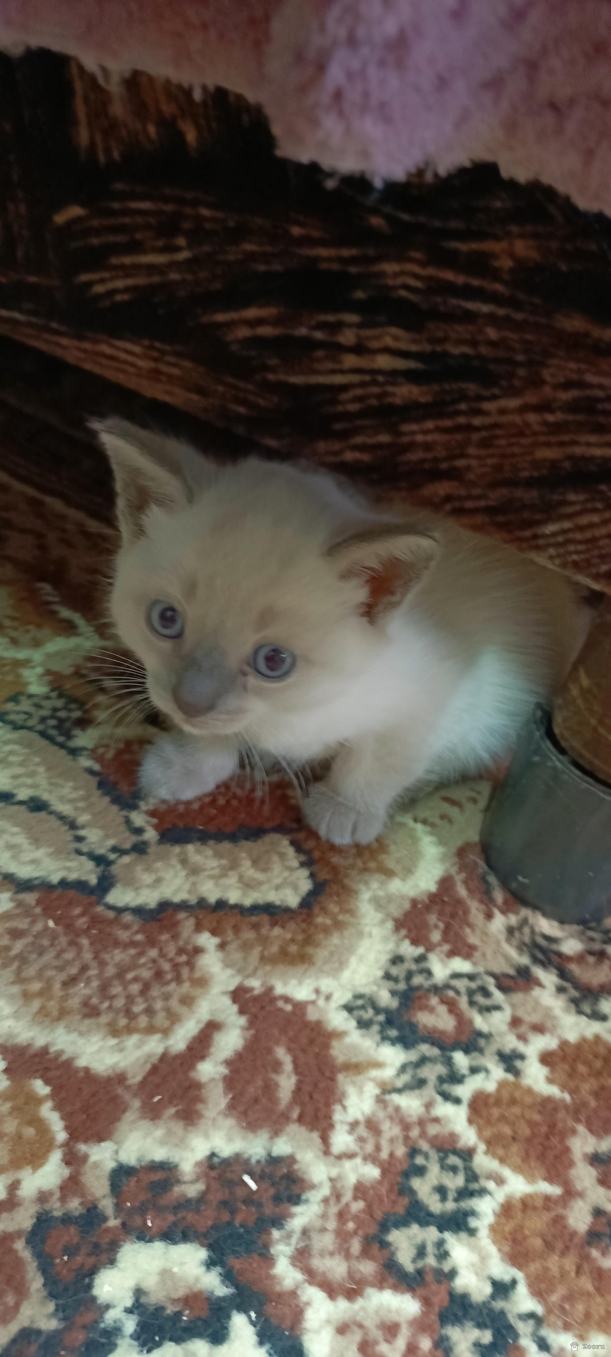 В добрые руки